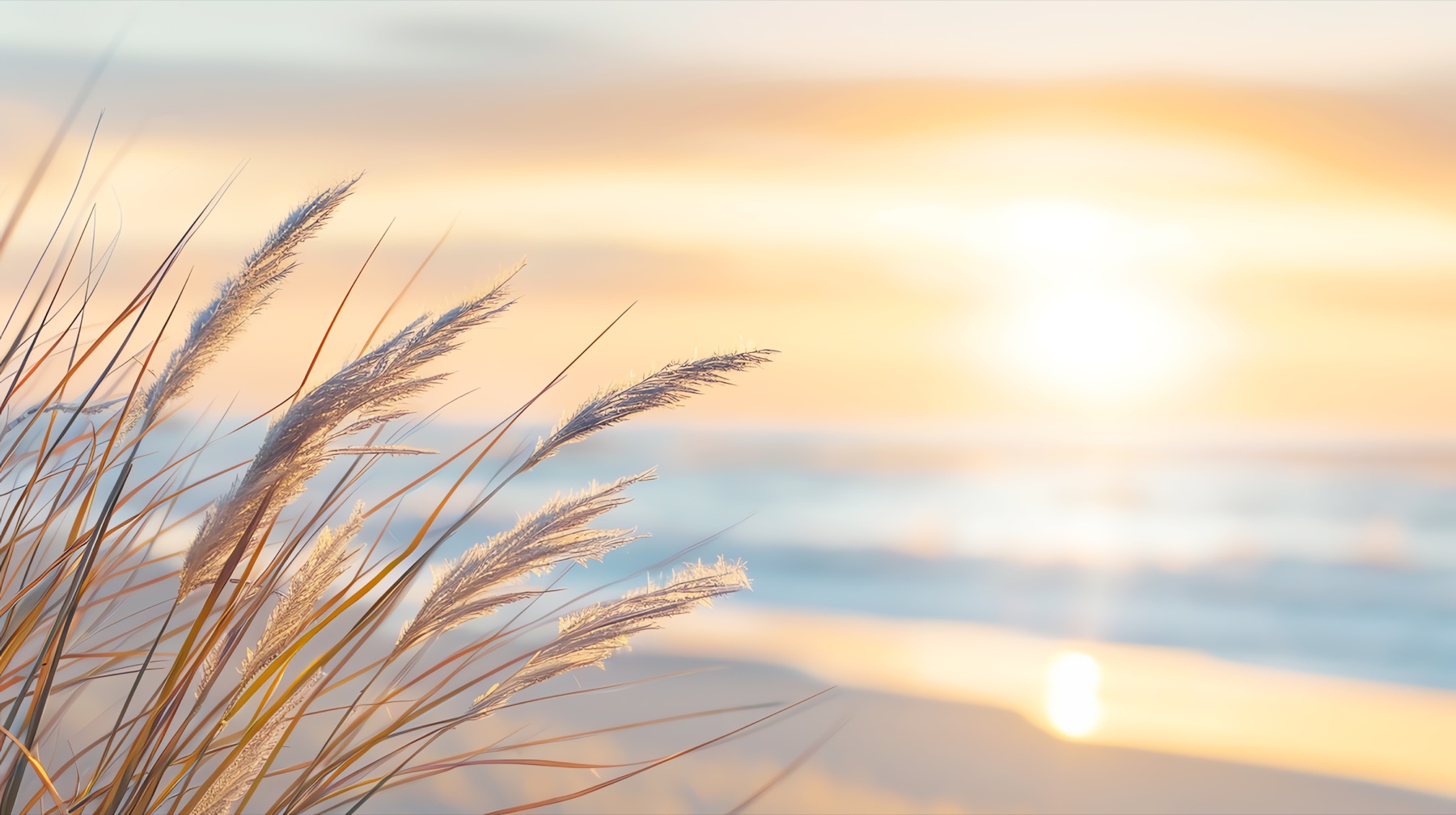 Sunset over the water with beach grasses in the foreground