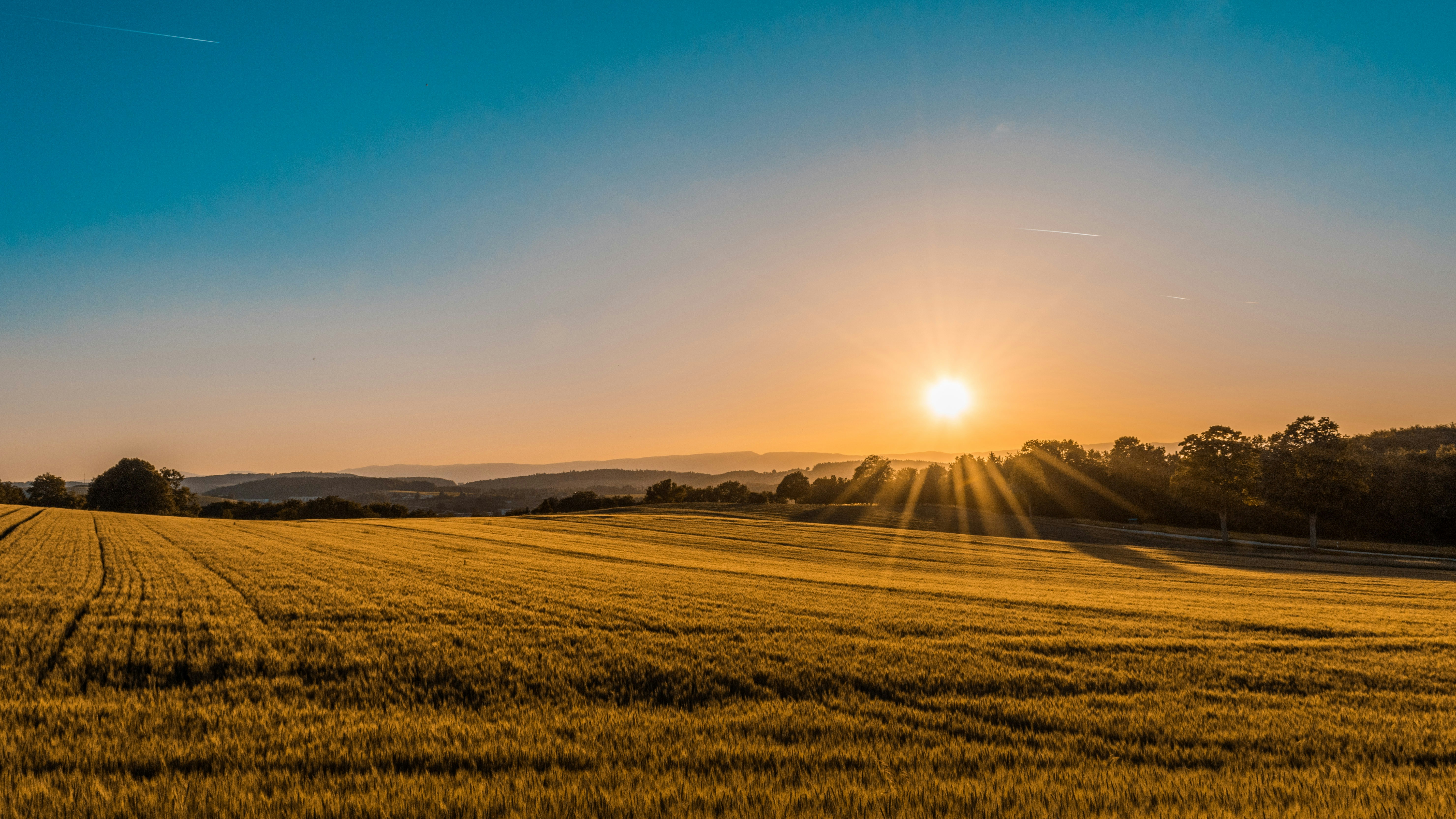Soft golden field at sunset